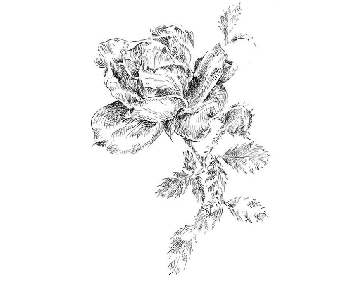 Beautiful black and white renderings, meticulously detailed for sophisticated home or office décor. cover photo collage