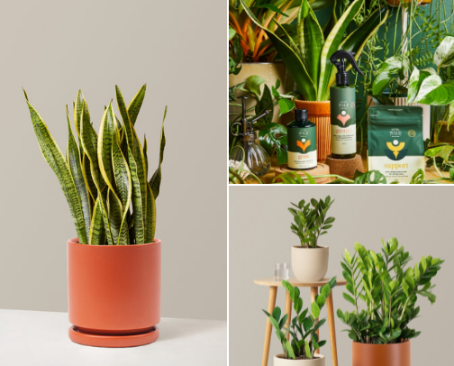 Rooting for success cover photo collage