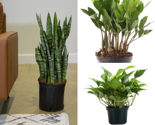 Plant Game Strong: The Ultimate Guide to Bold, Low-Key, & Vibe-Setting Greenery cover photo collage