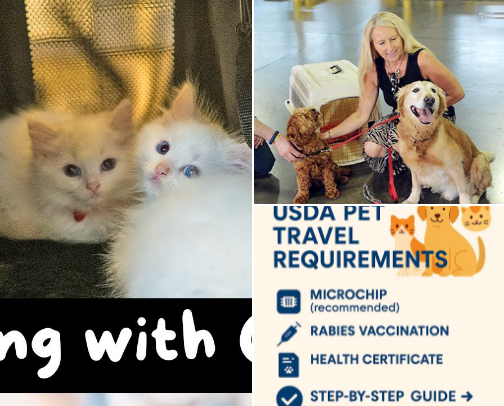 Copy of How to prepare your pet for travel plus pet friendly airlines and products that help cover photo collage