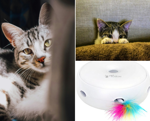 The "I spoiled my cats so you don't have to" Cheatsheet. cover photo collage