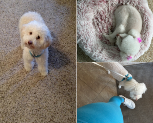 Gigi's essentials cover photo collage