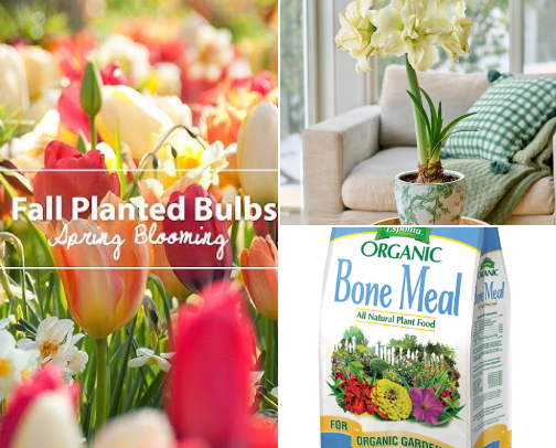 What flowers trees and shrubs to plant in the fall cover photo collage