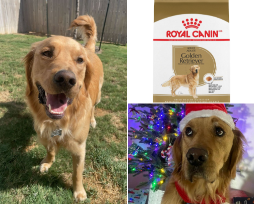 🐕‍🦺 Pets: Meet Razz, the adorable and affectionate Golden Retriever who’s well aware of his good looks and Sophie, the cuddly bear with a mischievous side.  Discover their top food, treats, toys & more! cover photo collage