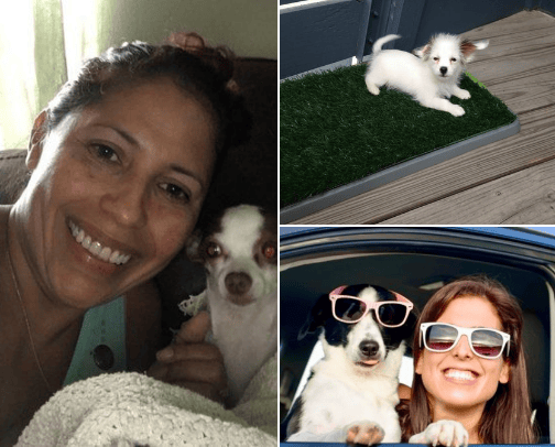 something for our pets too cover photo collage