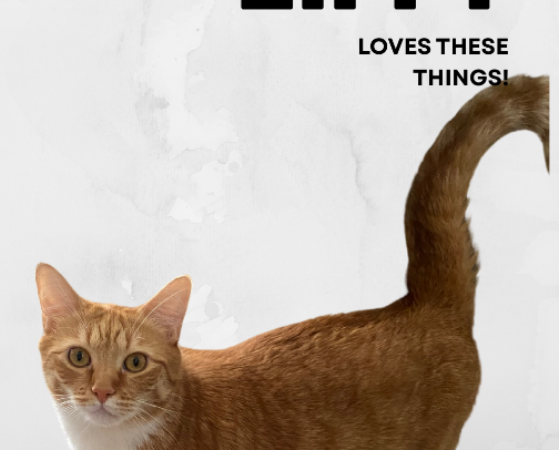 Kitty loves these! cover photo collage