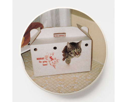 The Black Magic of Cat Ownership cover photo collage