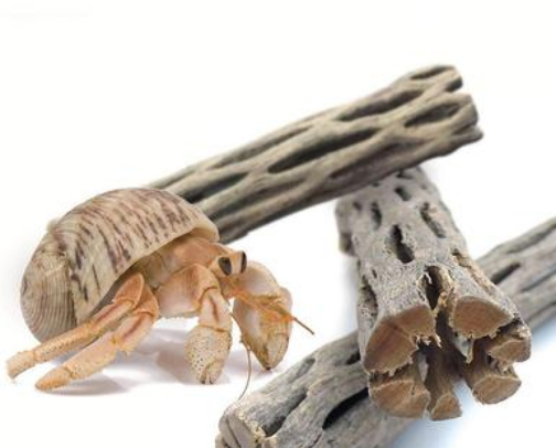 Hermit crabs cover photo collage