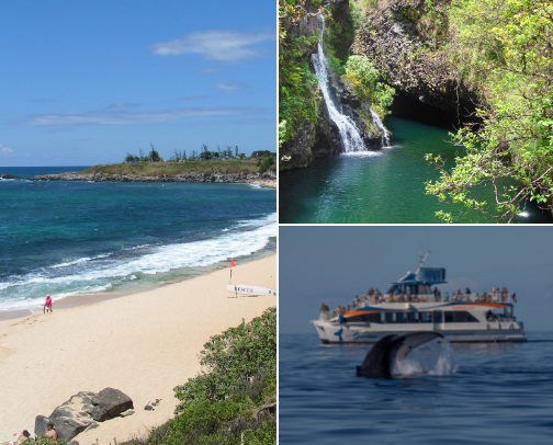 🌴 My Favourite Maui Finds cover photo collage