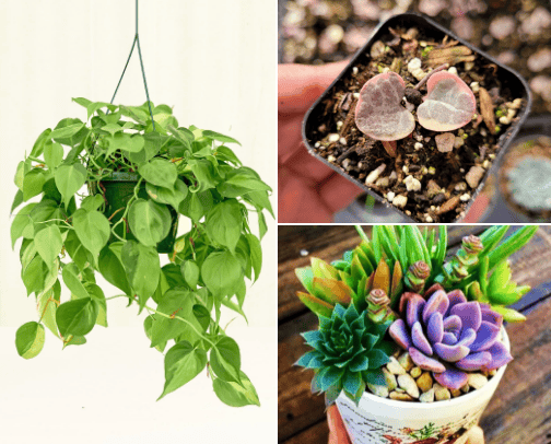 Gardening cover photo collage