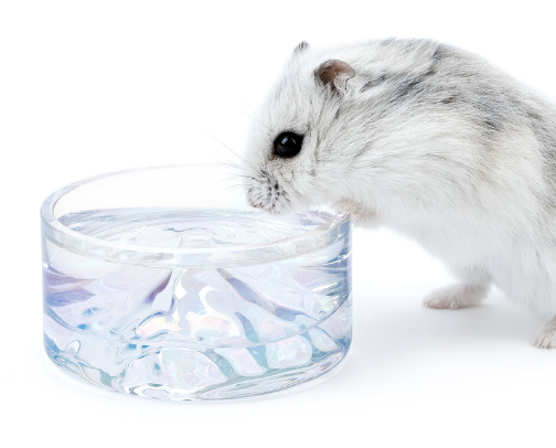 Proper Hamster care cover photo collage