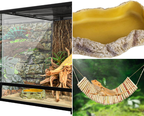 Bearded Dragon Must Haves cover photo collage