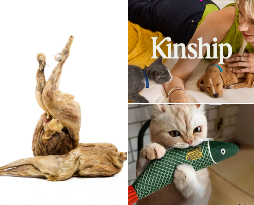 New kitten? No Worries! cover photo collage