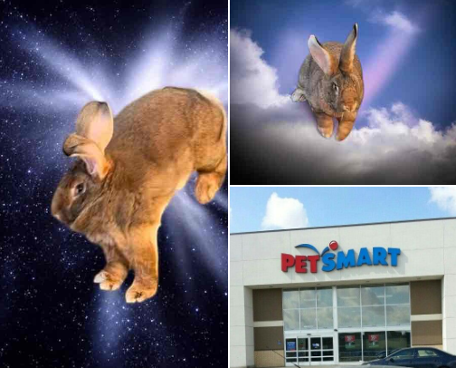 Spoiling my fur babies with the best! 🐾✨ Curated favorites for my bunny and three adorable cats—because they deserve nothing but the finest. 🐇🐱💖 #PetFavorites #FurBabyLove #PetCareEssentials #SpoiledPets #BunnyLovers #CatMomLife #PetJoy cover photo collage