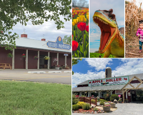 Bushel and a Plan: Orchard Day Must-Haves cover photo collage