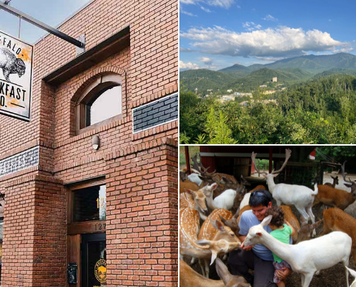 Avoid Tourist Traps: Gatlinburg/Pigeon Forge/Sevierville Family Vacy with a 1 Year Old cover photo collage