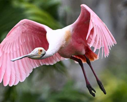 Essential Florida Birdwatching Supplies cover photo collage