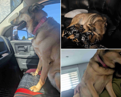 My baby Daisy cover photo collage