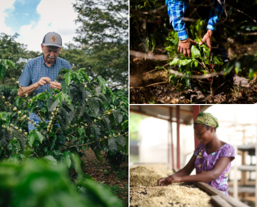 More Than Caffeine: Why Coffee Matters ☕️ cover photo collage