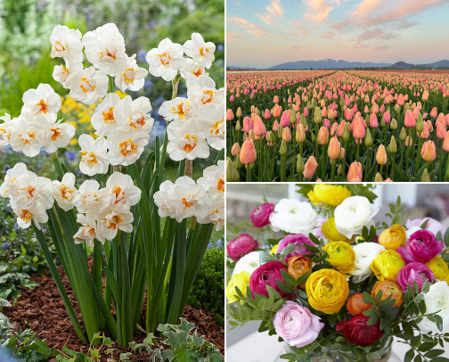 Spring Flowers I Love cover photo collage