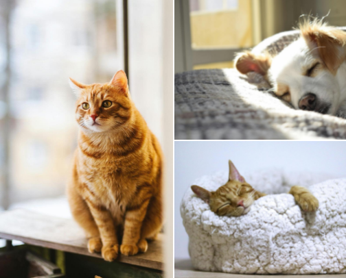 Better Living for Your Furry Friends: Simple Ways to Refresh Their Routine cover photo collage