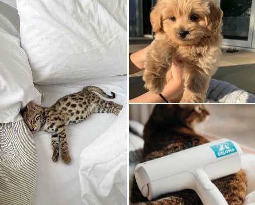 Paws & Whiskers Wonderland cover photo collage