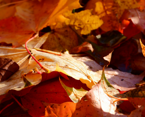 Little Things Making Autumn Feel Like Autumn cover photo collage