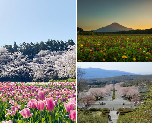 Looking For Places To Spend Your Fave Seasons in Shizuoka Prefecture, Japan? cover photo collage