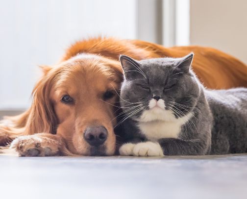 Recommendations for your Cat 😺 cover photo collage