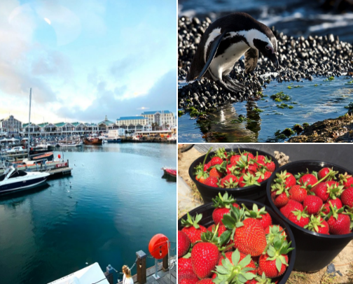 fav things to do in cape town 🌅 cover photo collage