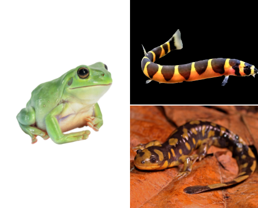 Meet the animals that share my world. cover photo collage