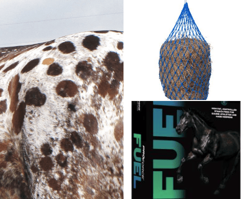 Horses and everything they entail cover photo collage