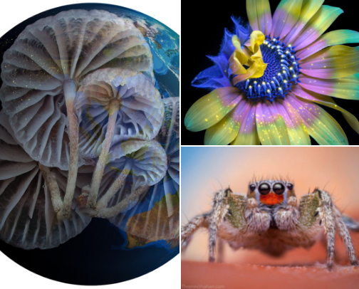 Nature Photographers & YouTube Channels I Follow cover photo collage