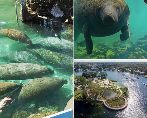 Crystal River & Homosassa Day Trip Guide: Swim with Manatees & Old Florida Springs cover photo collage