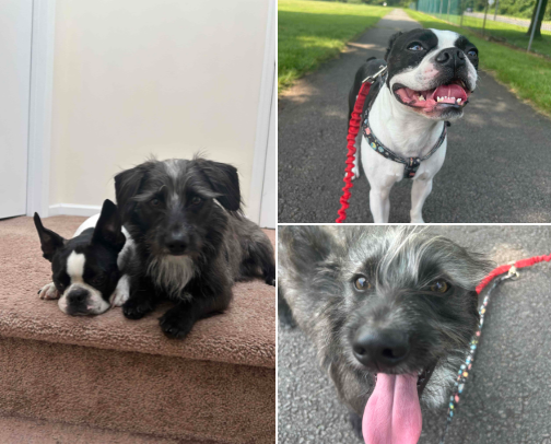 The Pups🐾 cover photo collage