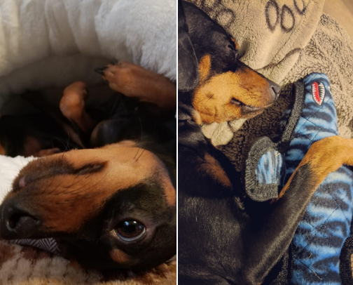 Dog Mom cover photo collage