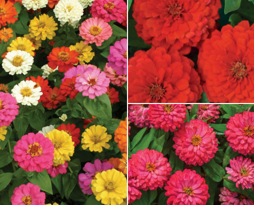 Zinnias Gone Wild cover photo collage