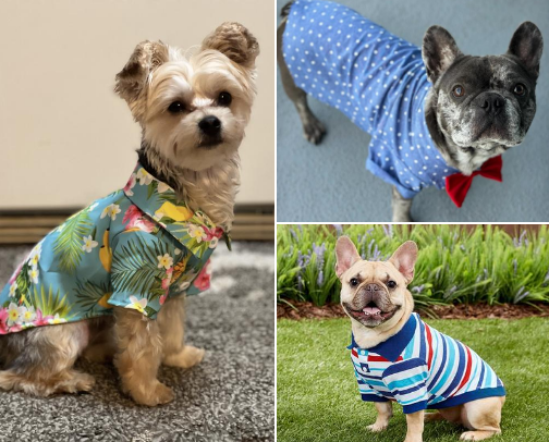 Fur mom’s MUST HAVES cute pet Goodies cover photo collage