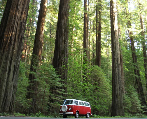 redwoods road trip 🌲 cover photo collage