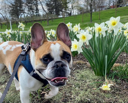 Frenchie Finds - all of my bulldog recs cover photo collage