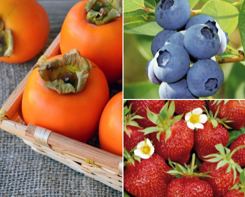 Go to fruits cover photo collage