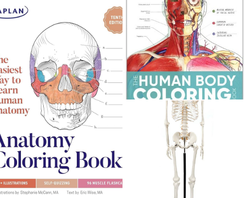 Anatomy and physiology_ Chely's favorites cover photo collage