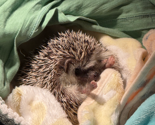 For Hedgehog Parents cover photo collage