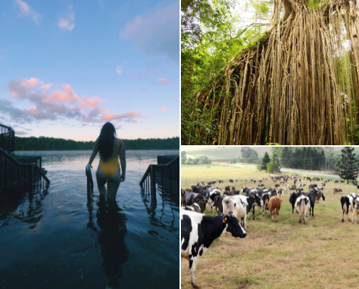 Day Trip to the Atherton Tablelands cover photo collage