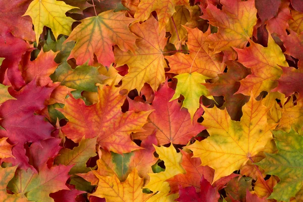 It's Almost Fall Y'all cover photo collage