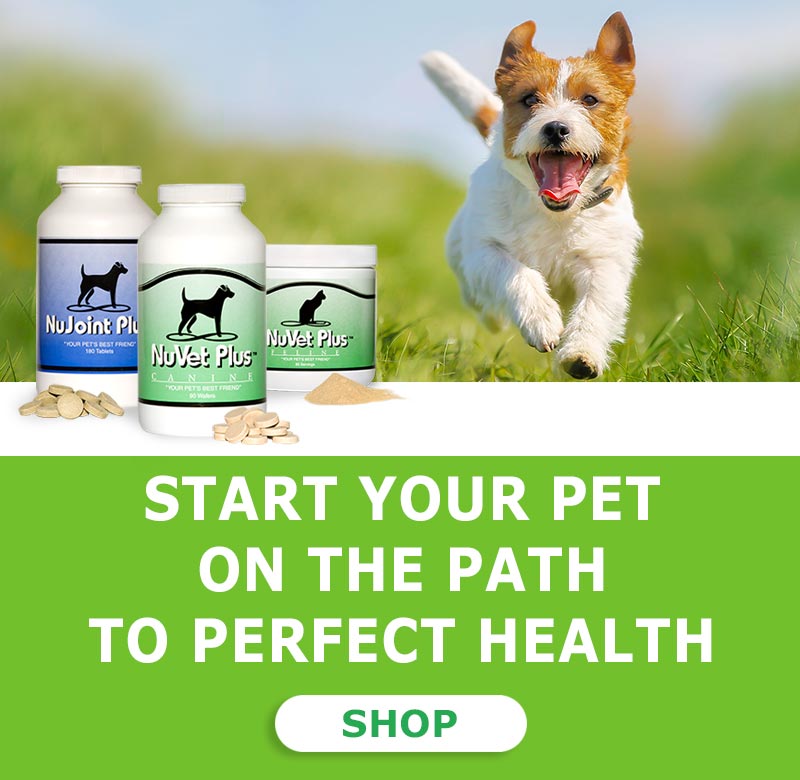 Really healthy , really affordable dog stuff, for Real dog Moms and Dads like us! cover photo collage