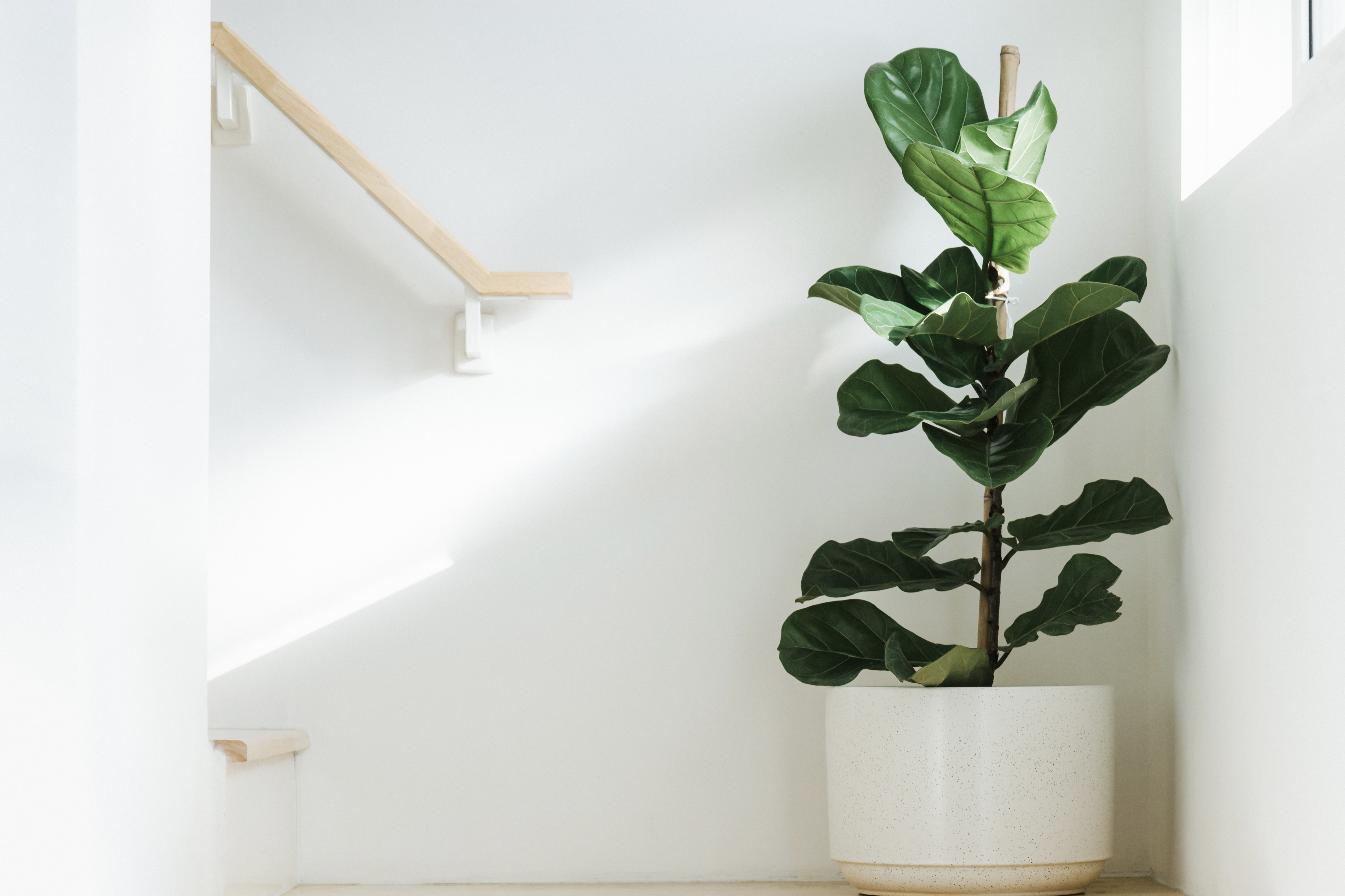 Plants That Thrive in Indoor Environments cover photo collage