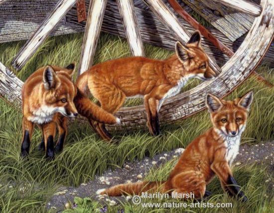 Wildlife Sketching and Nature Journaling Techniques cover photo collage