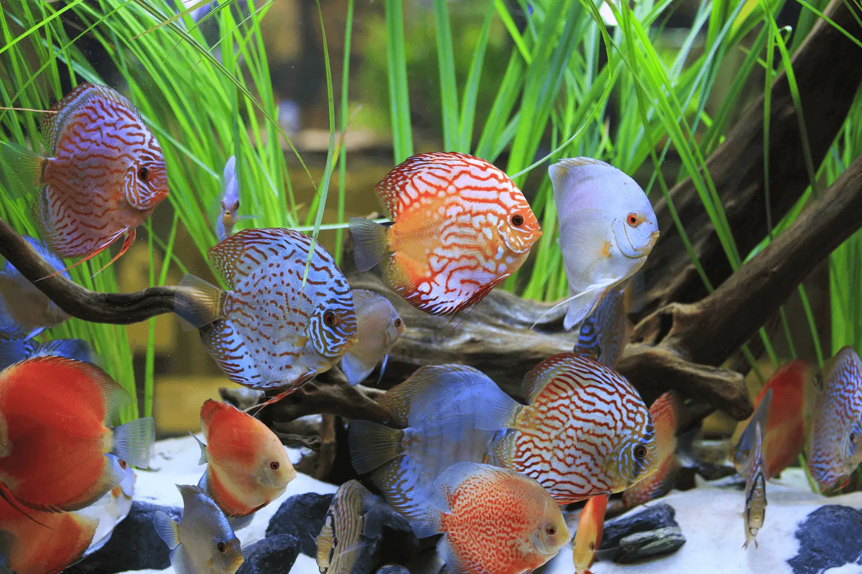 The Science and Fun of Home Aquariums cover photo collage