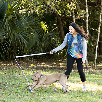 Gear Up for Active Dogs cover photo collage